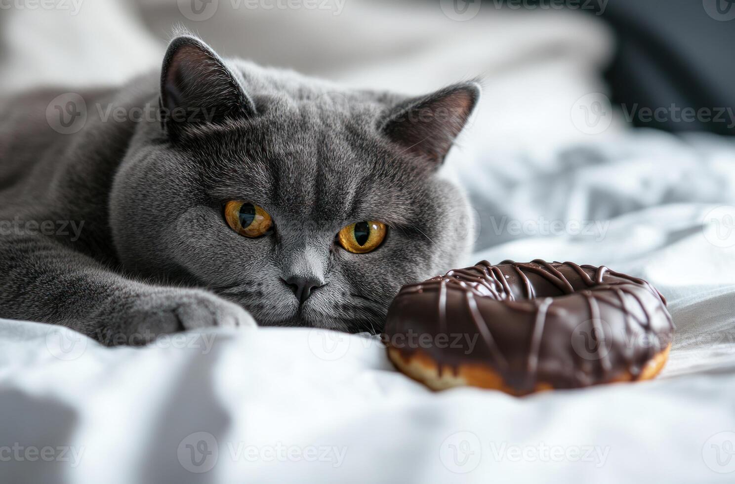 Gray Cat Gazing Longingly at Chocolate Donut photo