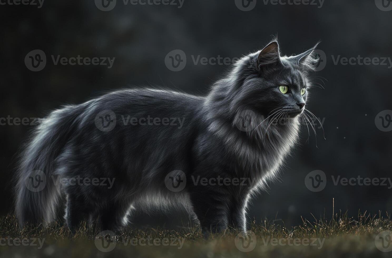 Majestic Grey Cat Stands In Grassy Field photo