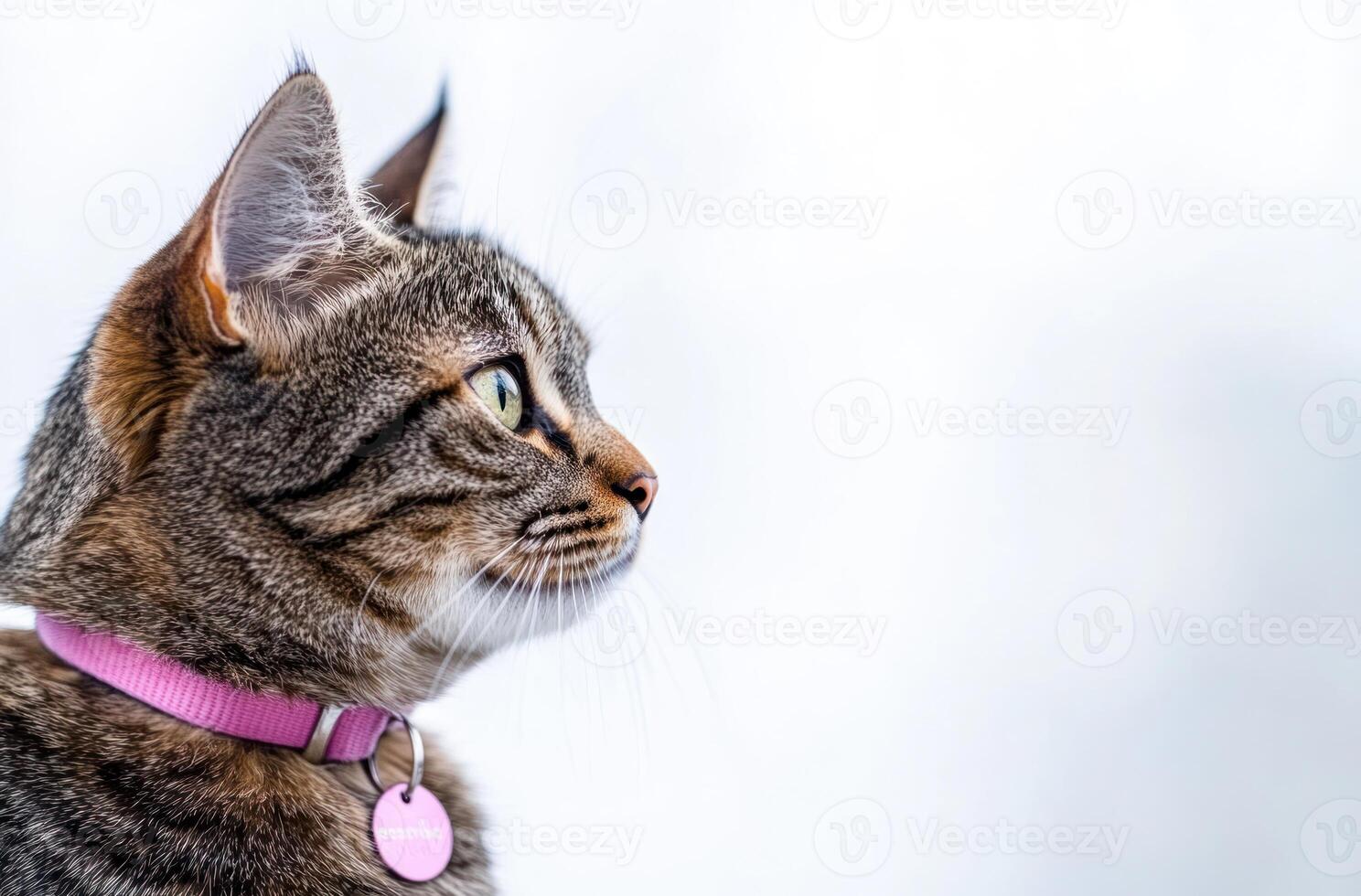 Tabby cat profile wearing pink collar and tag photo