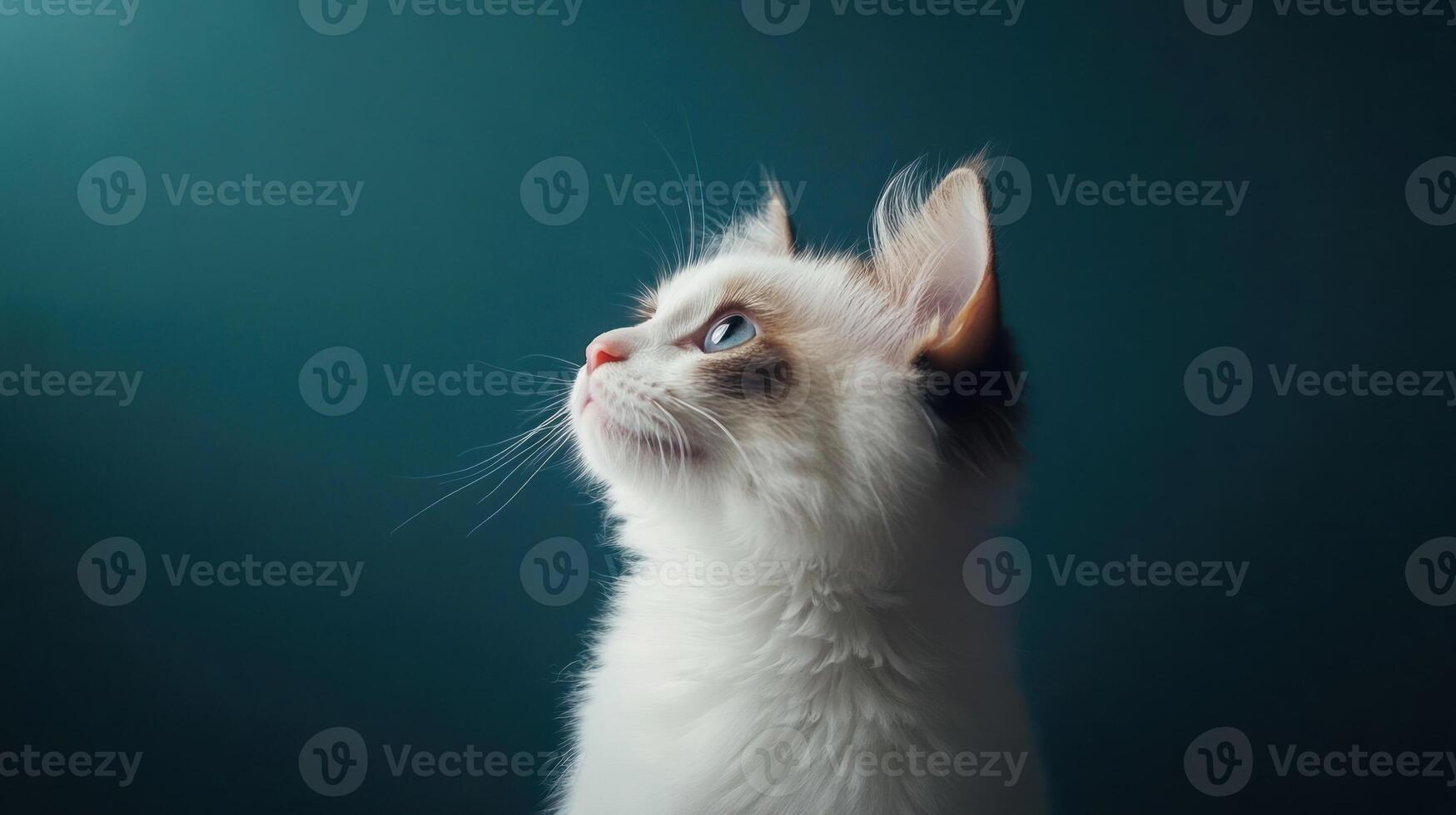 Ragdoll Kitten Gazing Upwards Against Teal Background photo