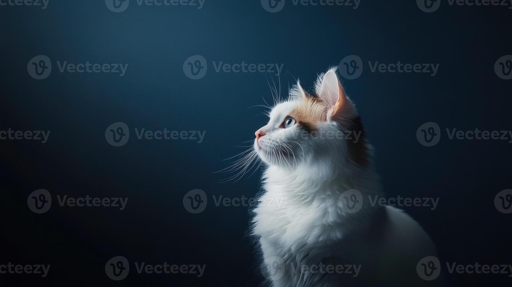 Elegant White Cat Gazing Upwards Against Dark Background photo