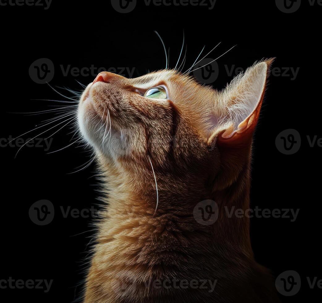 Ginger Cat Looking Upwards Against Dark Background photo