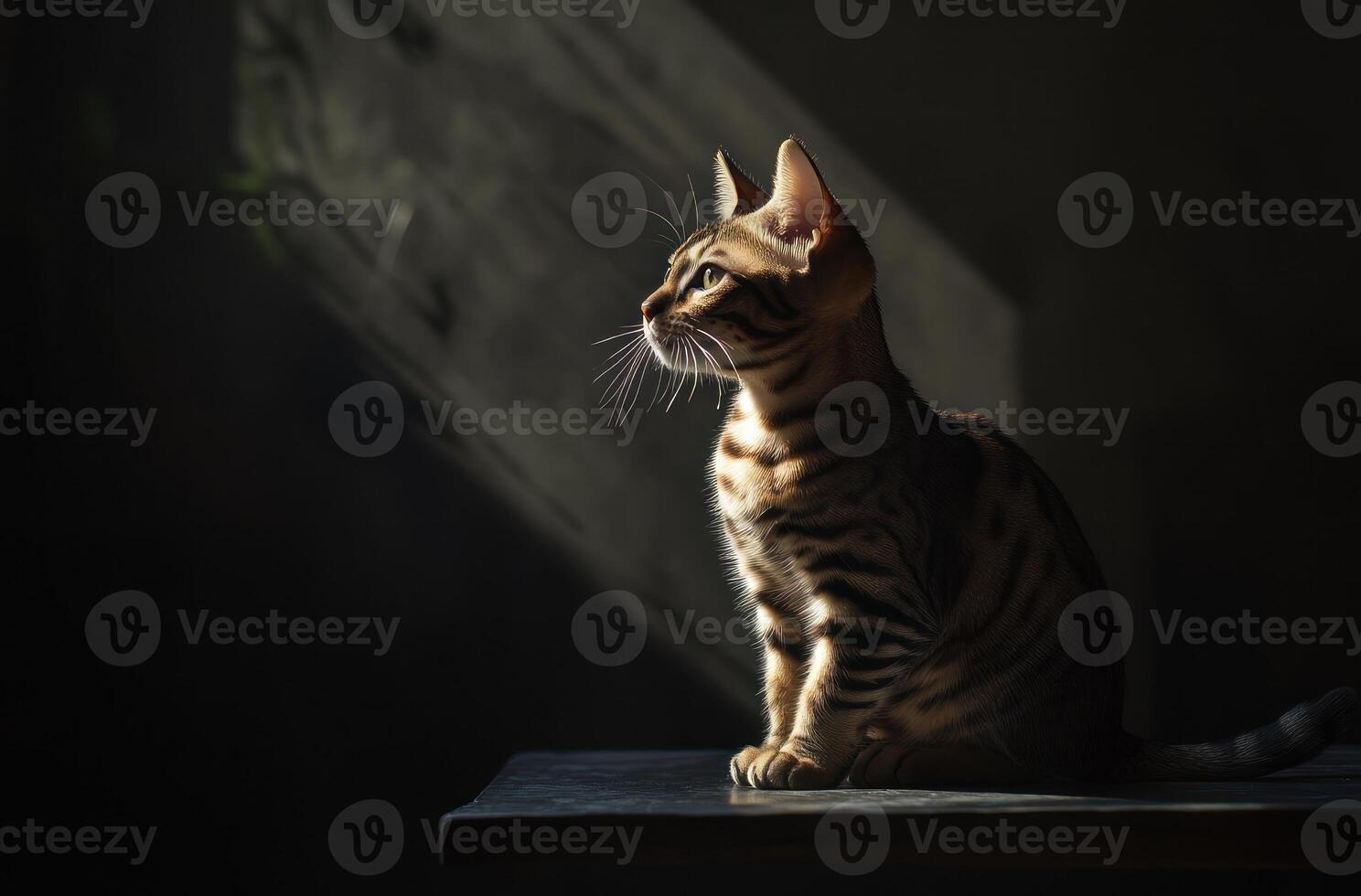 Bengal Kitten Sitting In Sunlight Watching photo