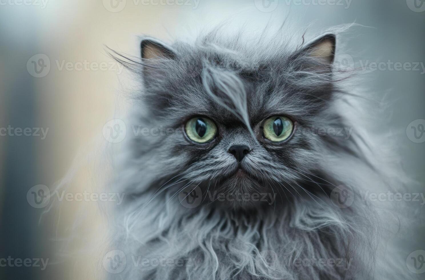 Gray Persian Cat With Long Fluffy Fur photo