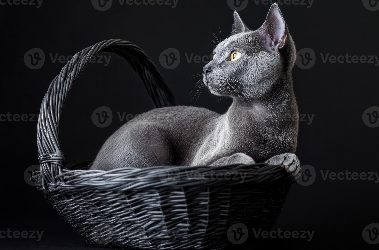 Gray Cat Resting Inside Dark Wicker Basket photo