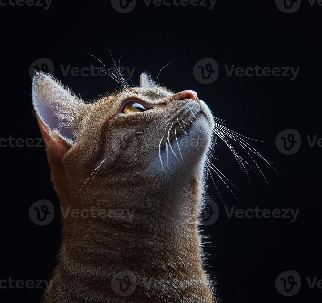 Ginger Cat Gazing Upwards Against Dark Background photo