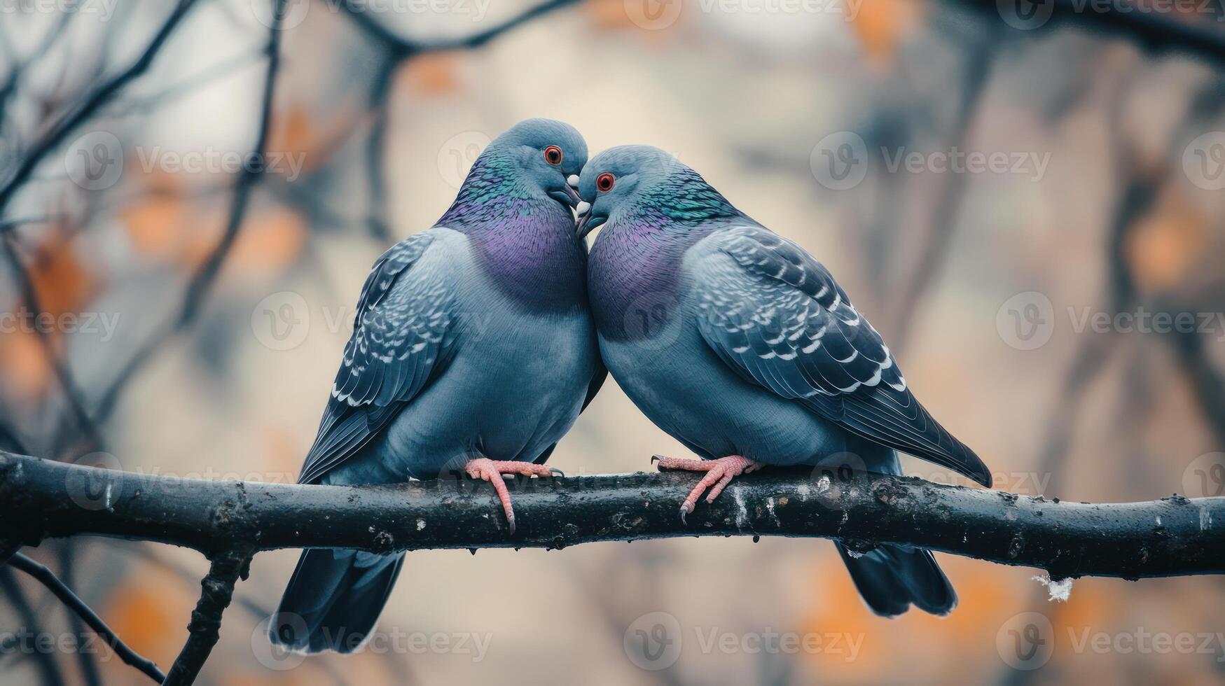 Two pigeons perched closely together on a tree branch photo