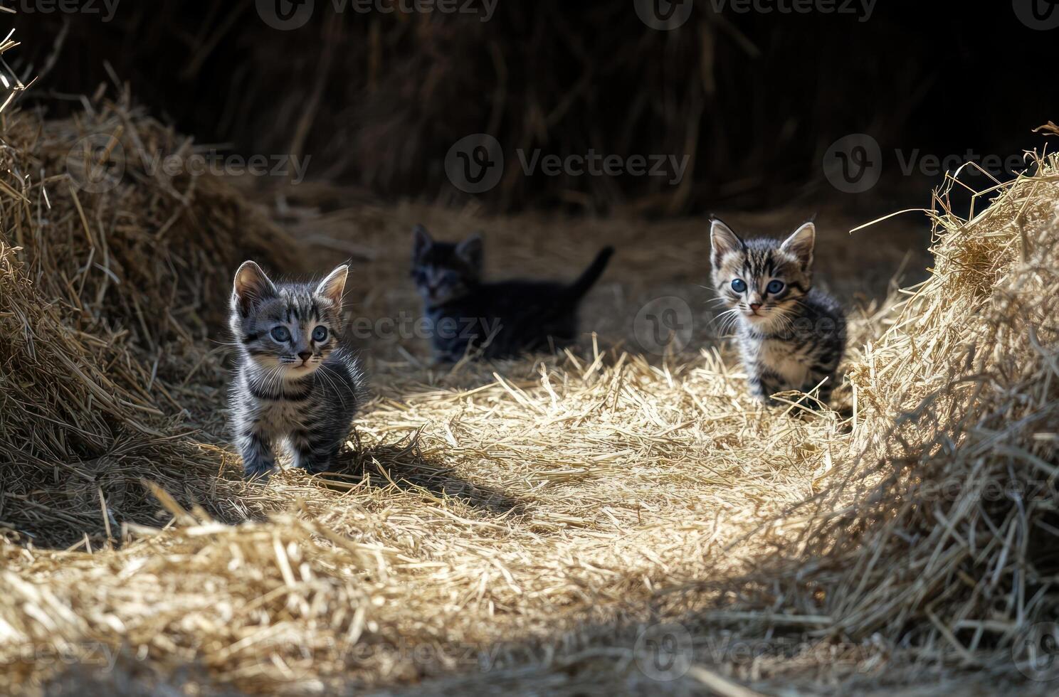 Three adorable kittens are playing in a pile of hay photo