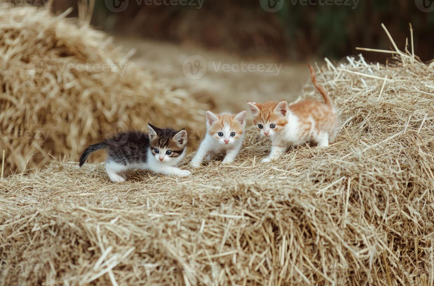 Three adorable kittens playing and exploring on a hay bale photo