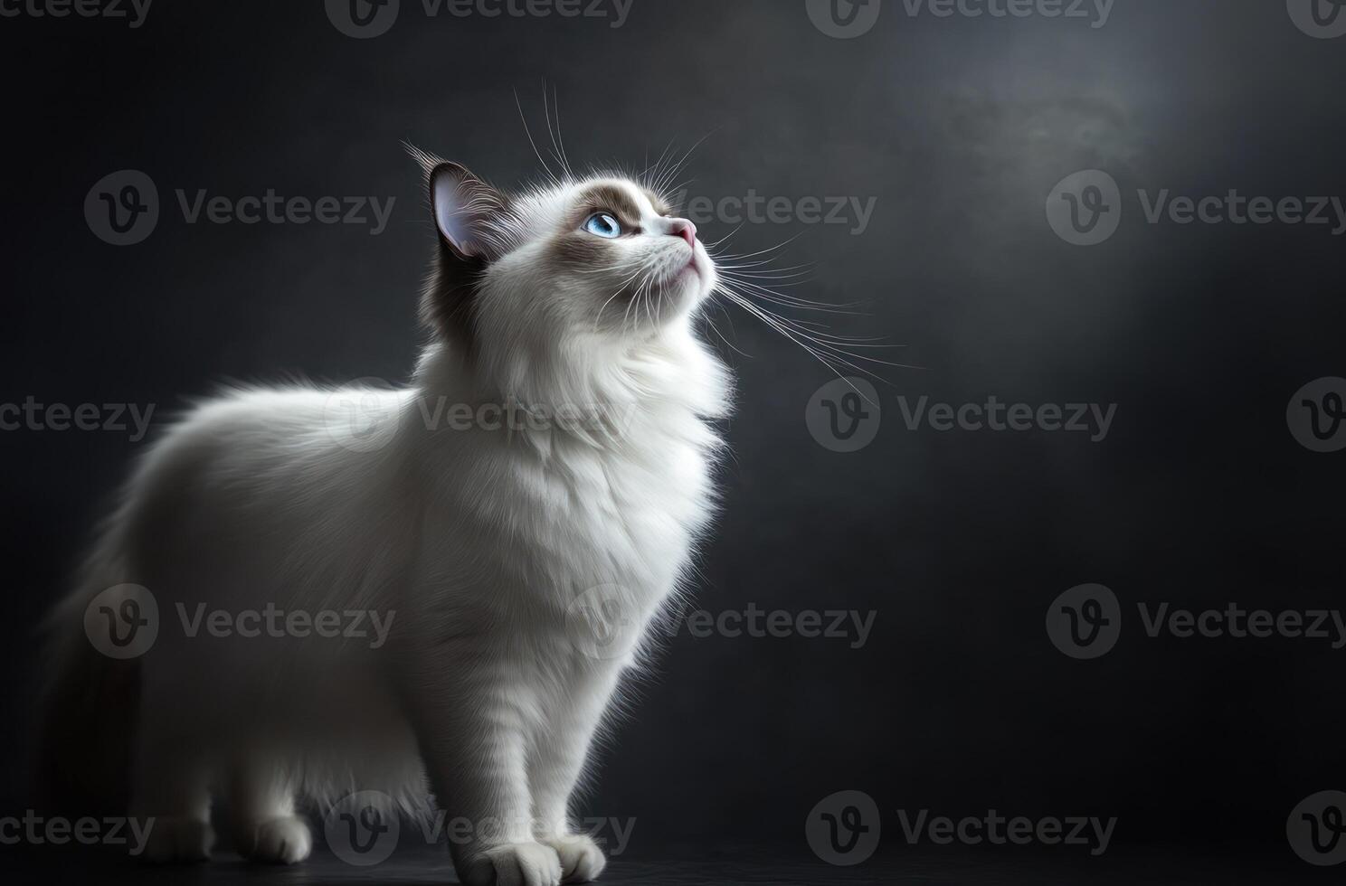 A beautiful cat gazing upwards against a dark background setting photo