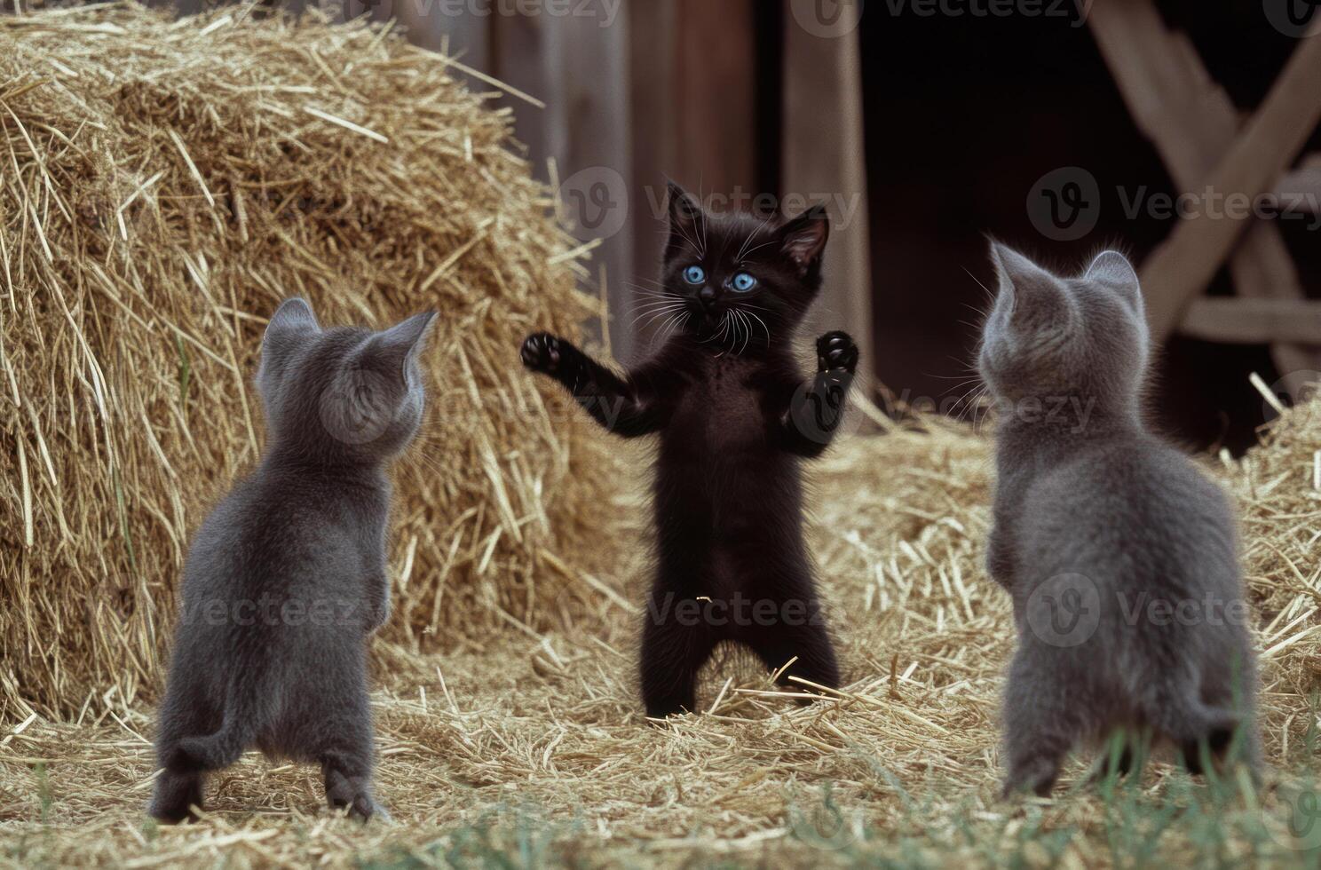 Three playful kittens are standing on a bed of straw photo
