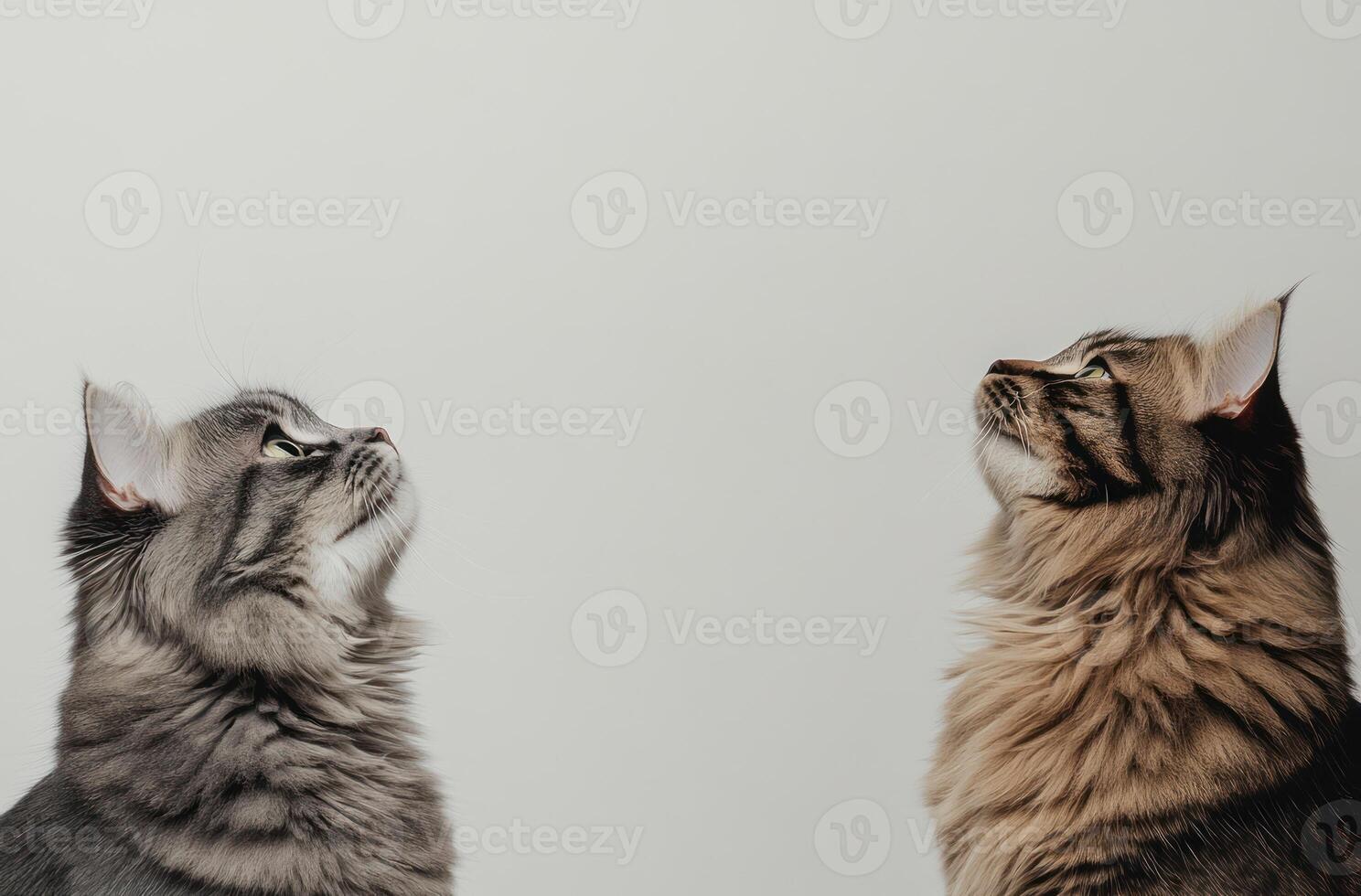 Two cats gazing upwards towards something in the sky photo