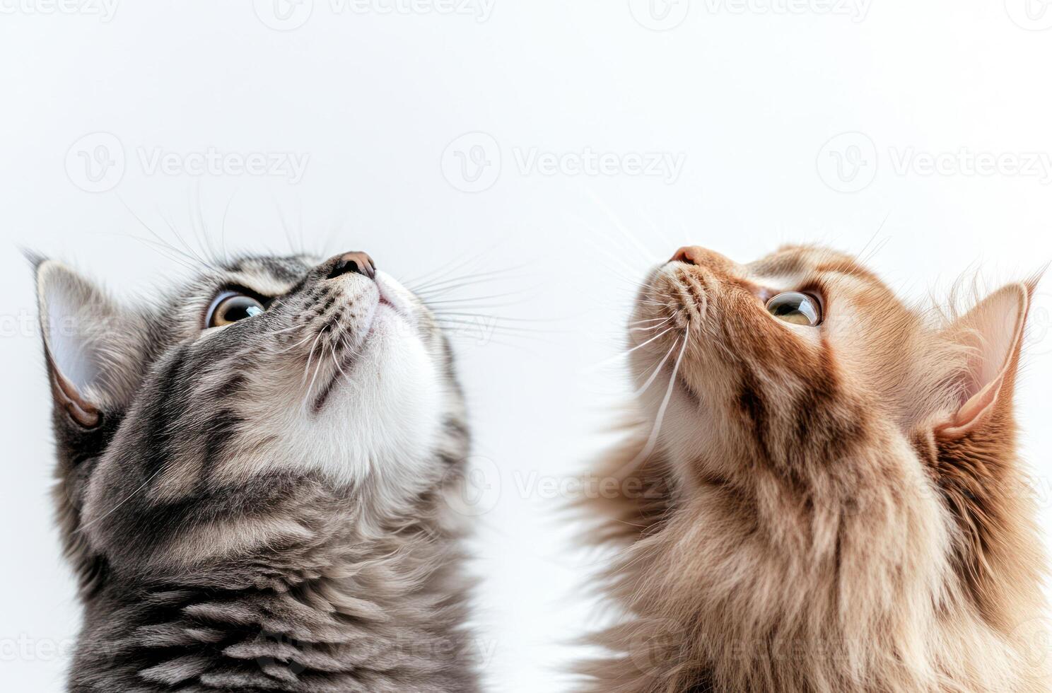 Two curious felines looking upwards towards an unknown source photo