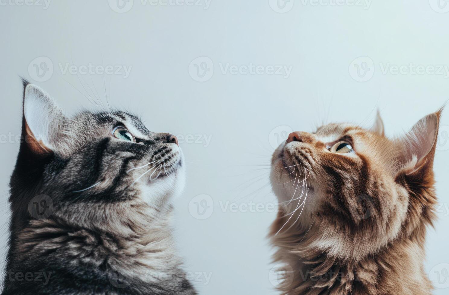 Two domestic cats gazing upwards with curiosity and interest photo