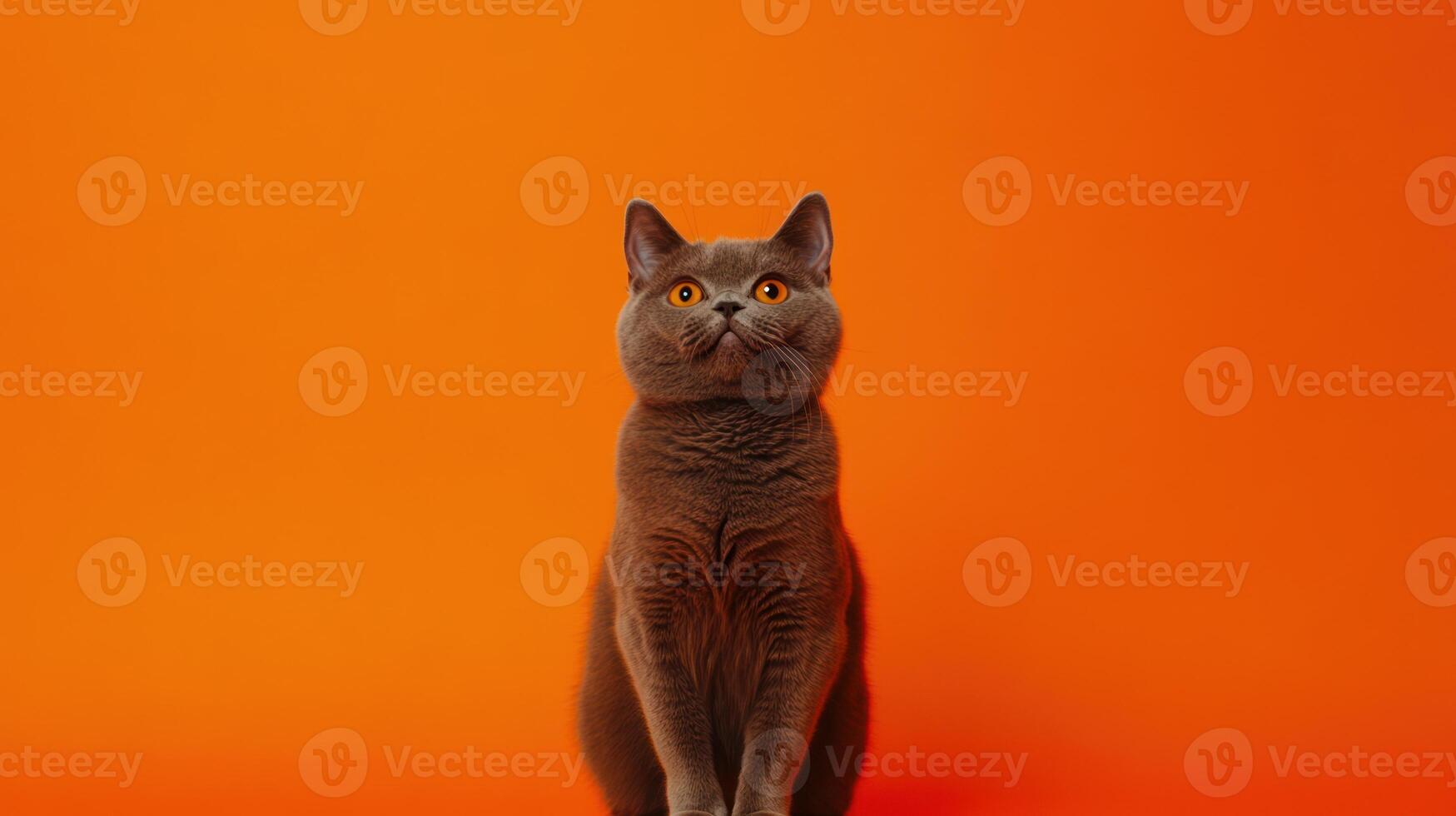 A gray cat posing in front of an orange background photo