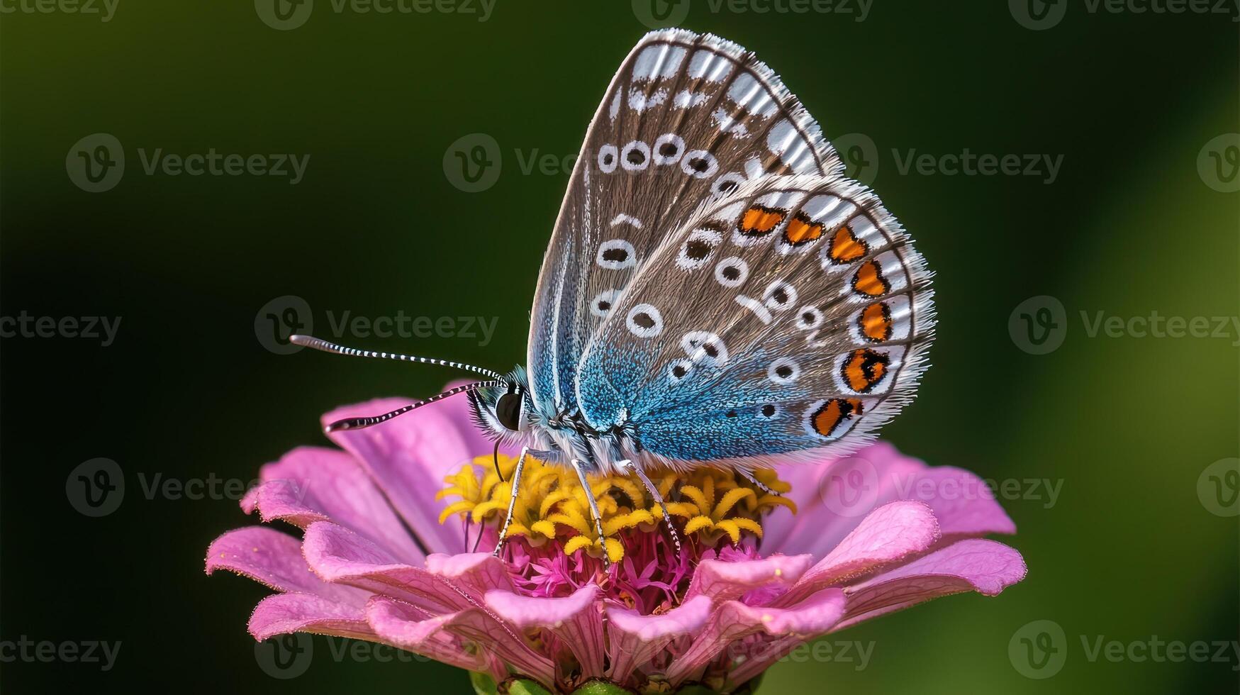A beautiful butterfly sits on a vibrant pink and yellow flower photo