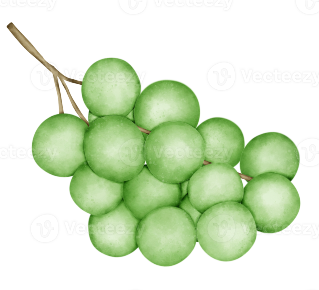 Green grapes bunch fruit png
