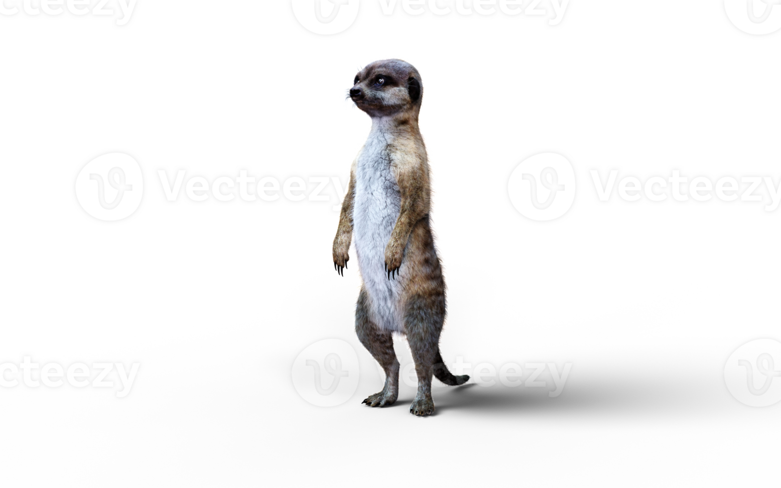 A vigilant meerkat stands upright, scanning the surroundings with sharp eyes and alert posture against png