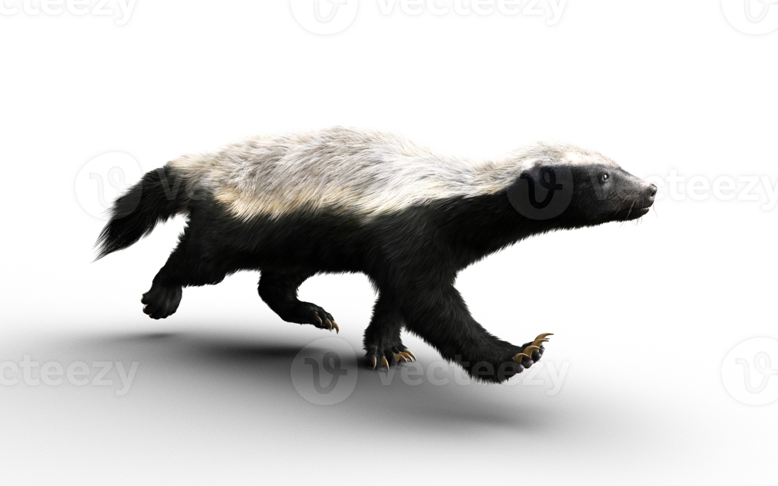Running pose of a Honey Badger png