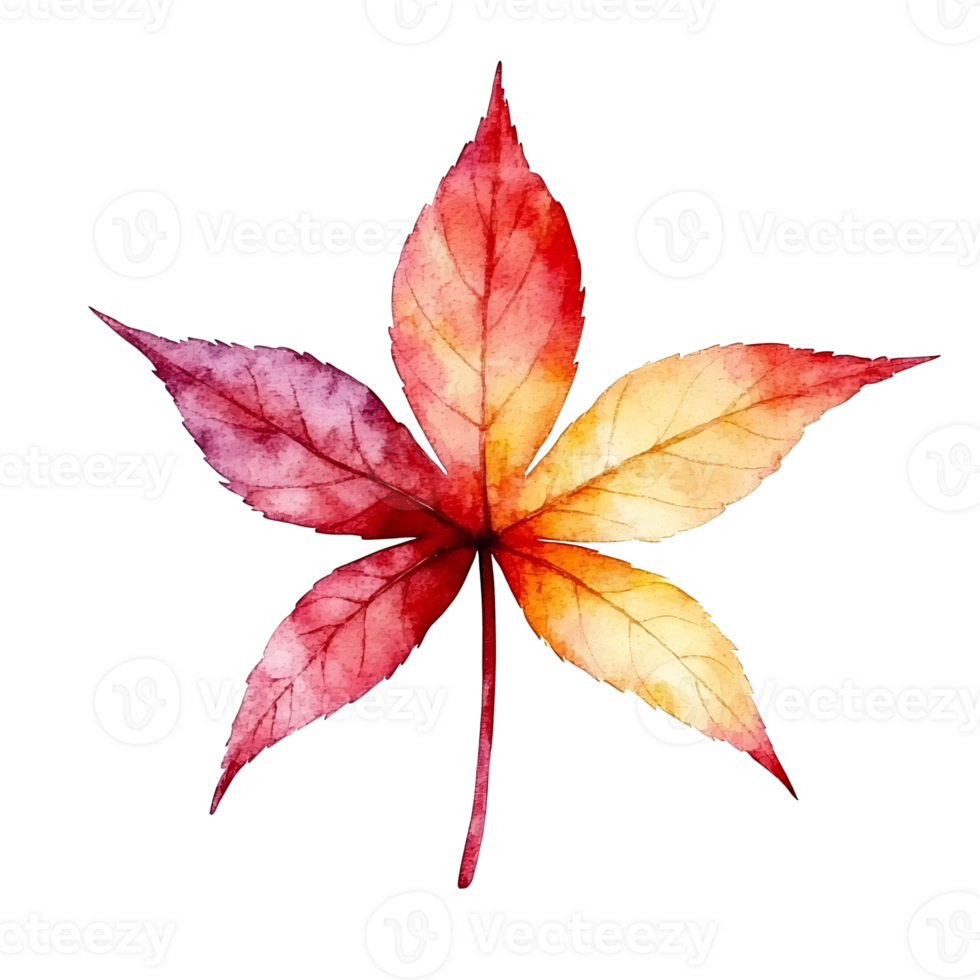 Colorful autumn leaf with vibrant shades of red, yellow png