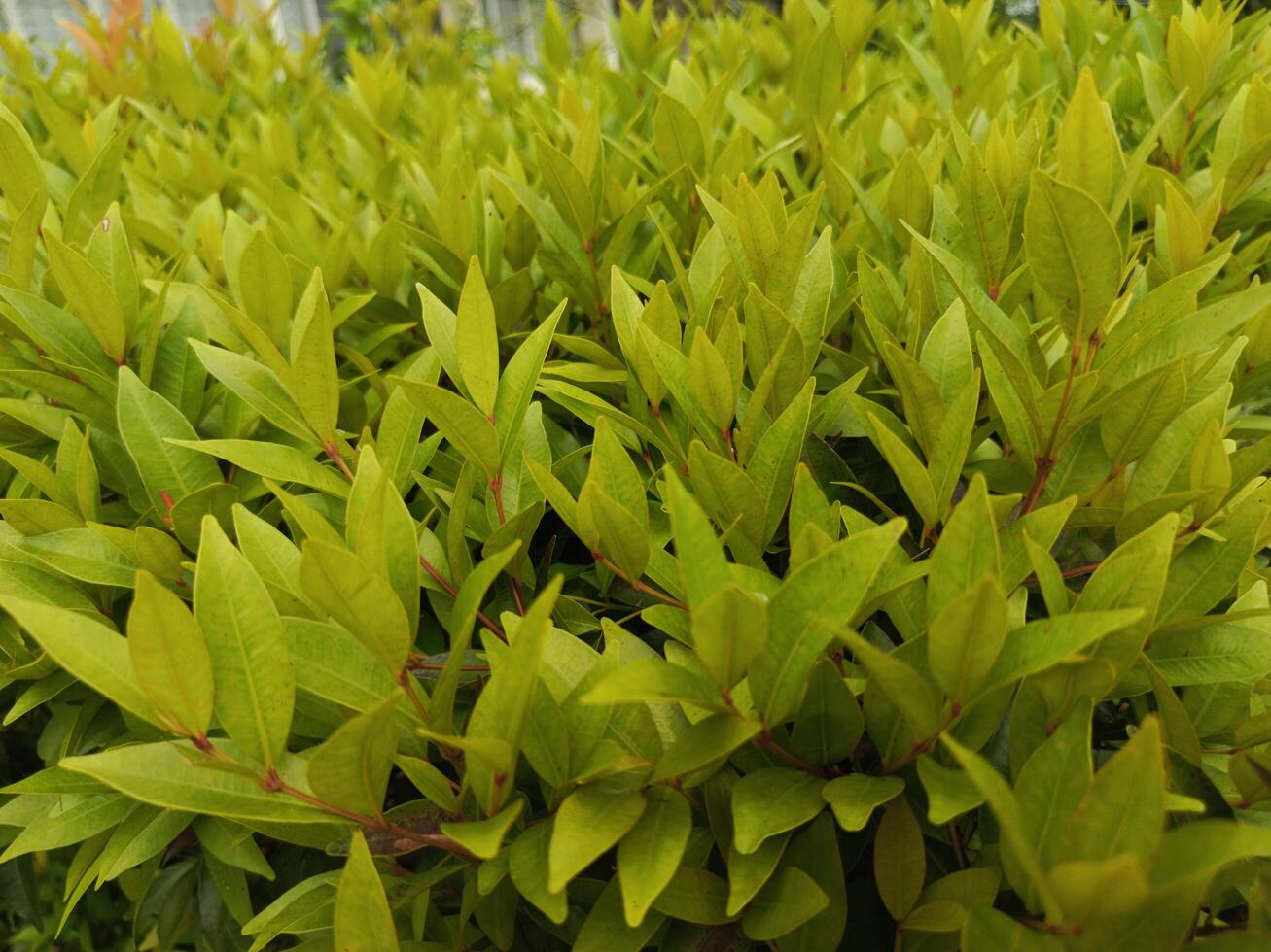 Green Leafy Bush with Red Stems Close-up Showing Dense Foliage photo