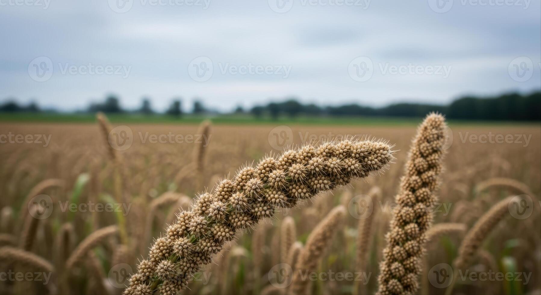 Close up of millet grain plants in an agricultural field ready for harvest under a cloudy sky. photo