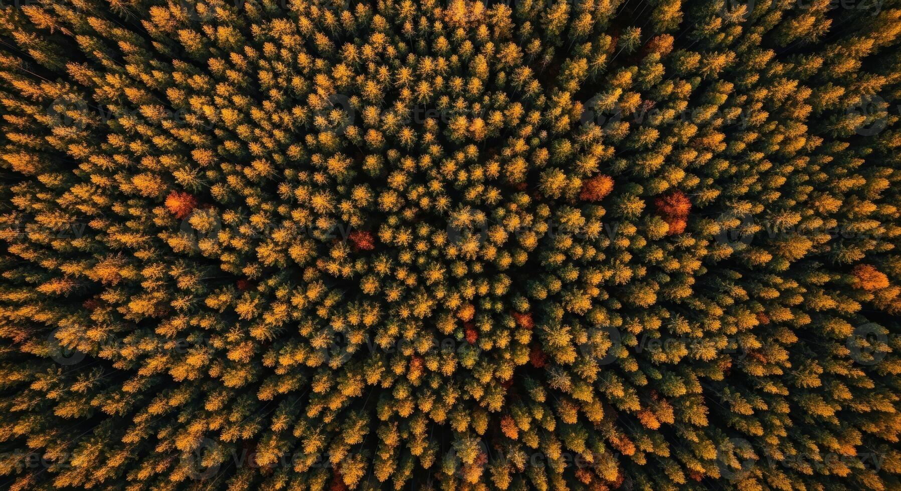 Aerial view of dense autumn forest with golden hour sunlight on tree canopies photo