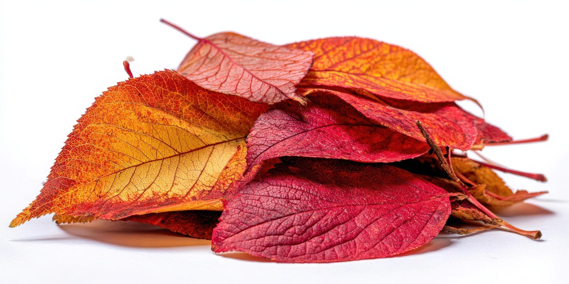 The Pile of Colorful Autumn Leaves Ready for Decoration photo