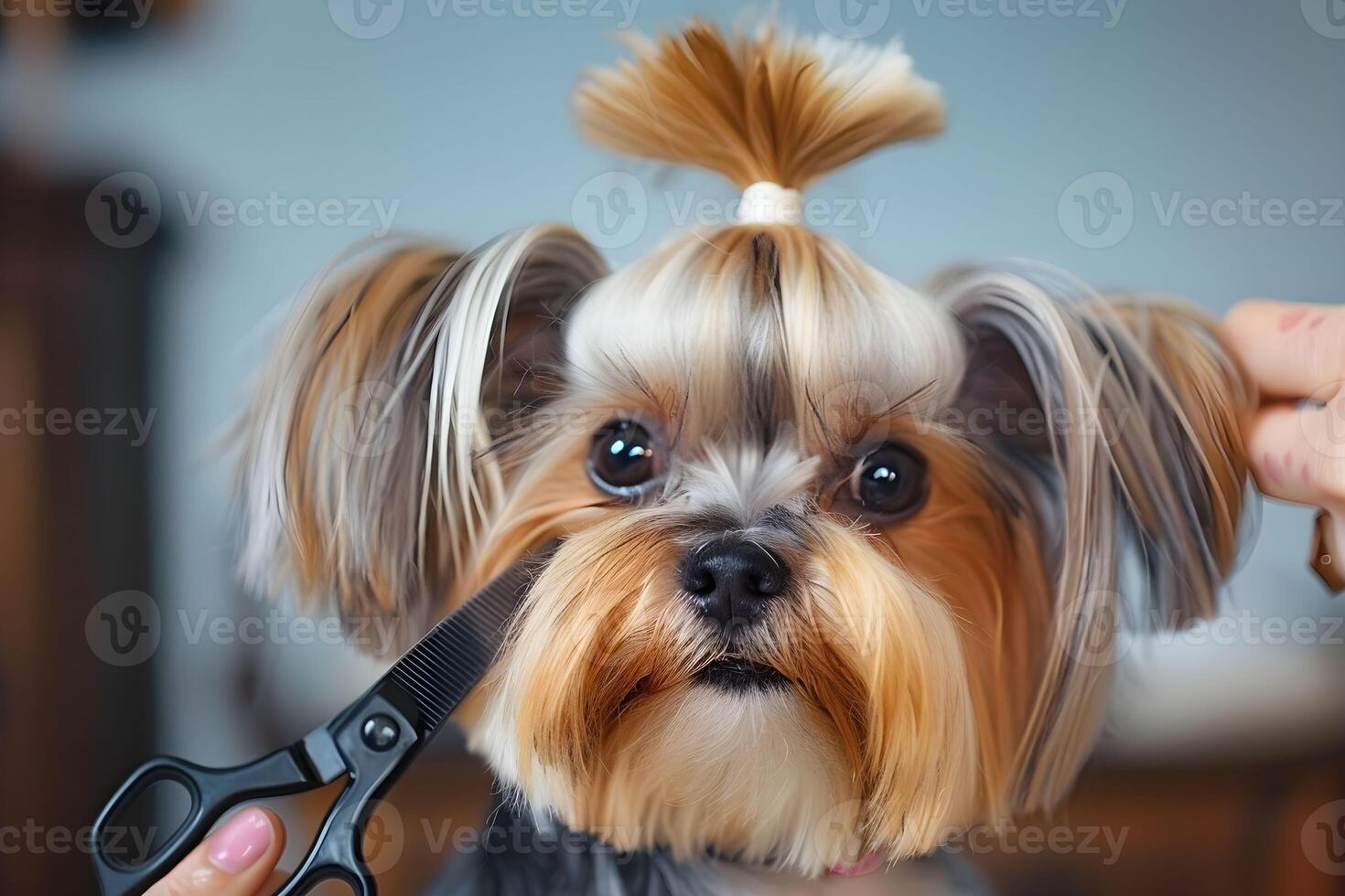 A dog being groomed by a person with scissors photo