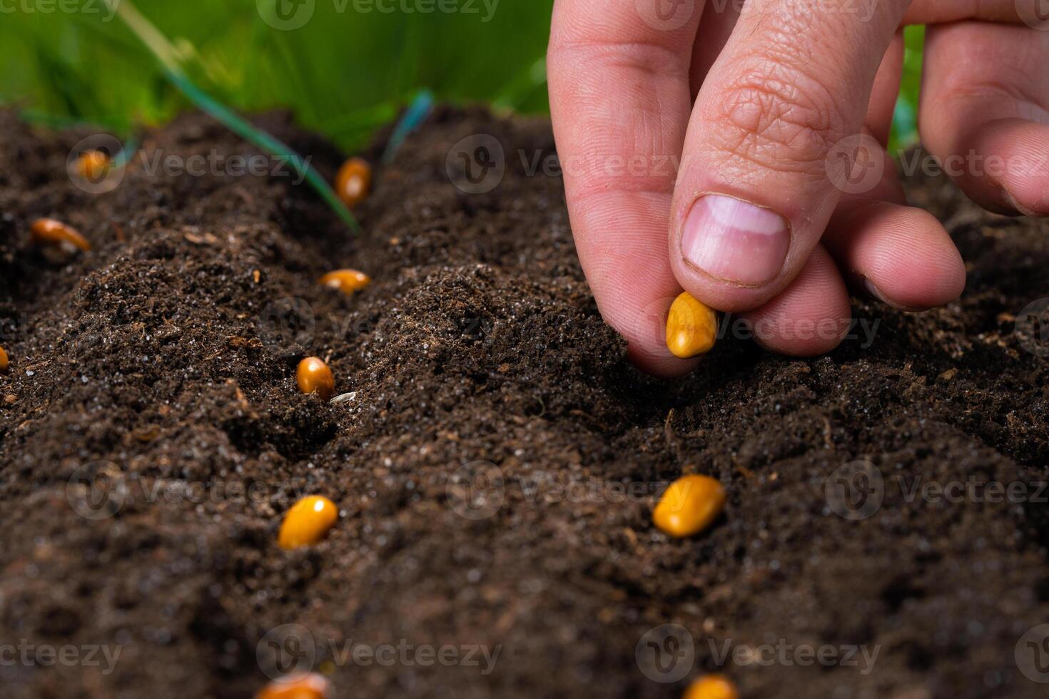 Hand planting seeds in the garden. Close-up. photo
