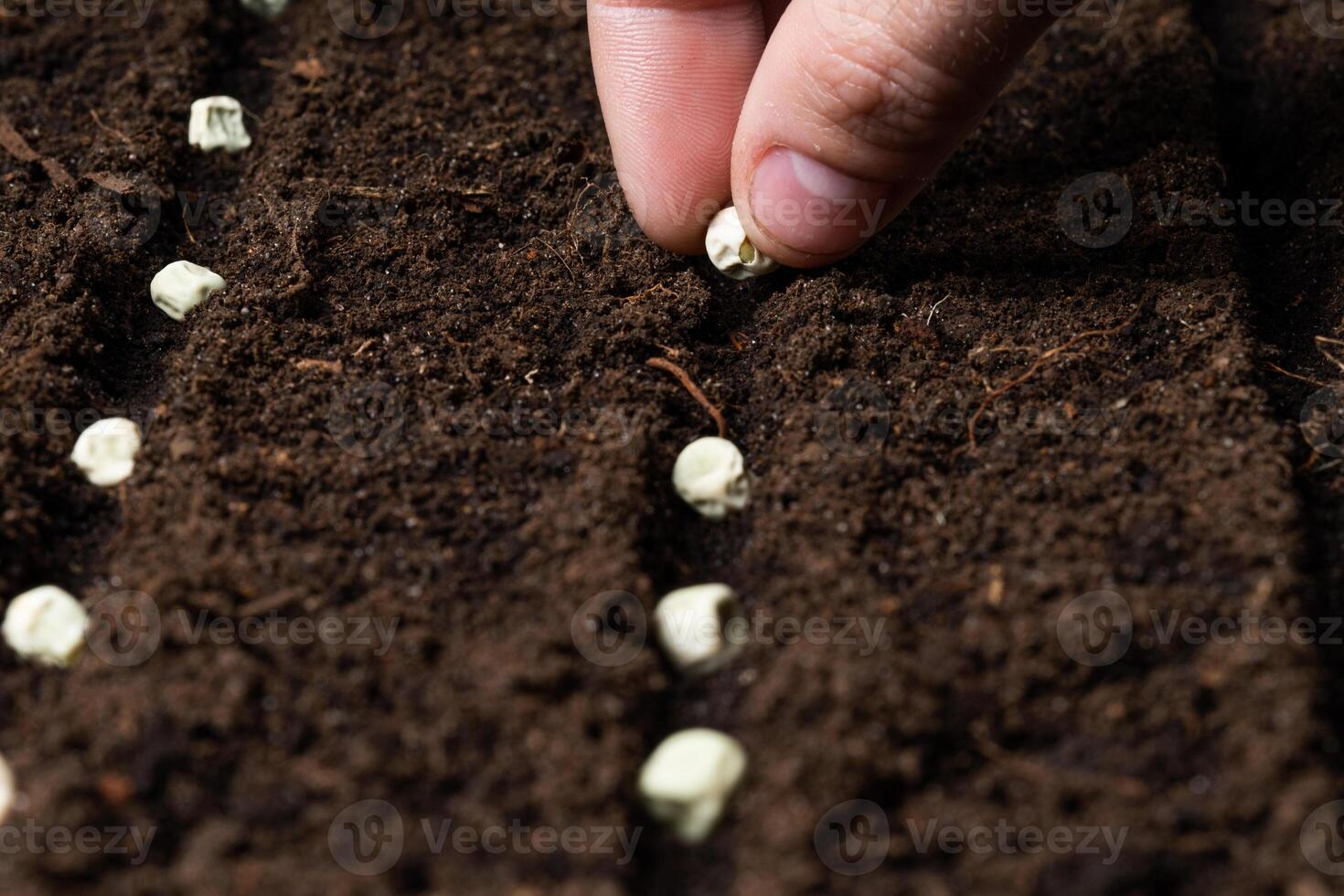 Hand planting seeds in the garden. Close-up photo