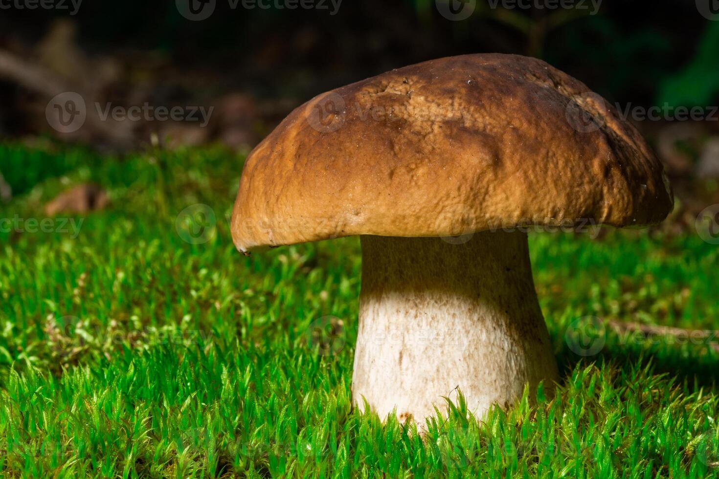 Beautiful boletus edulis mushroom in amazing green moss. Background of old magic forest mushrooms. White mushroom on a sunny day photo