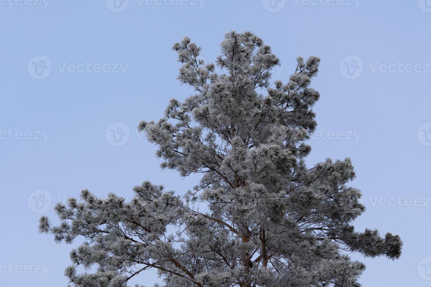 the cold wave covered the trees with hoarfrost. A lot of frost on trees from extreme cold snap, selective focus. photo