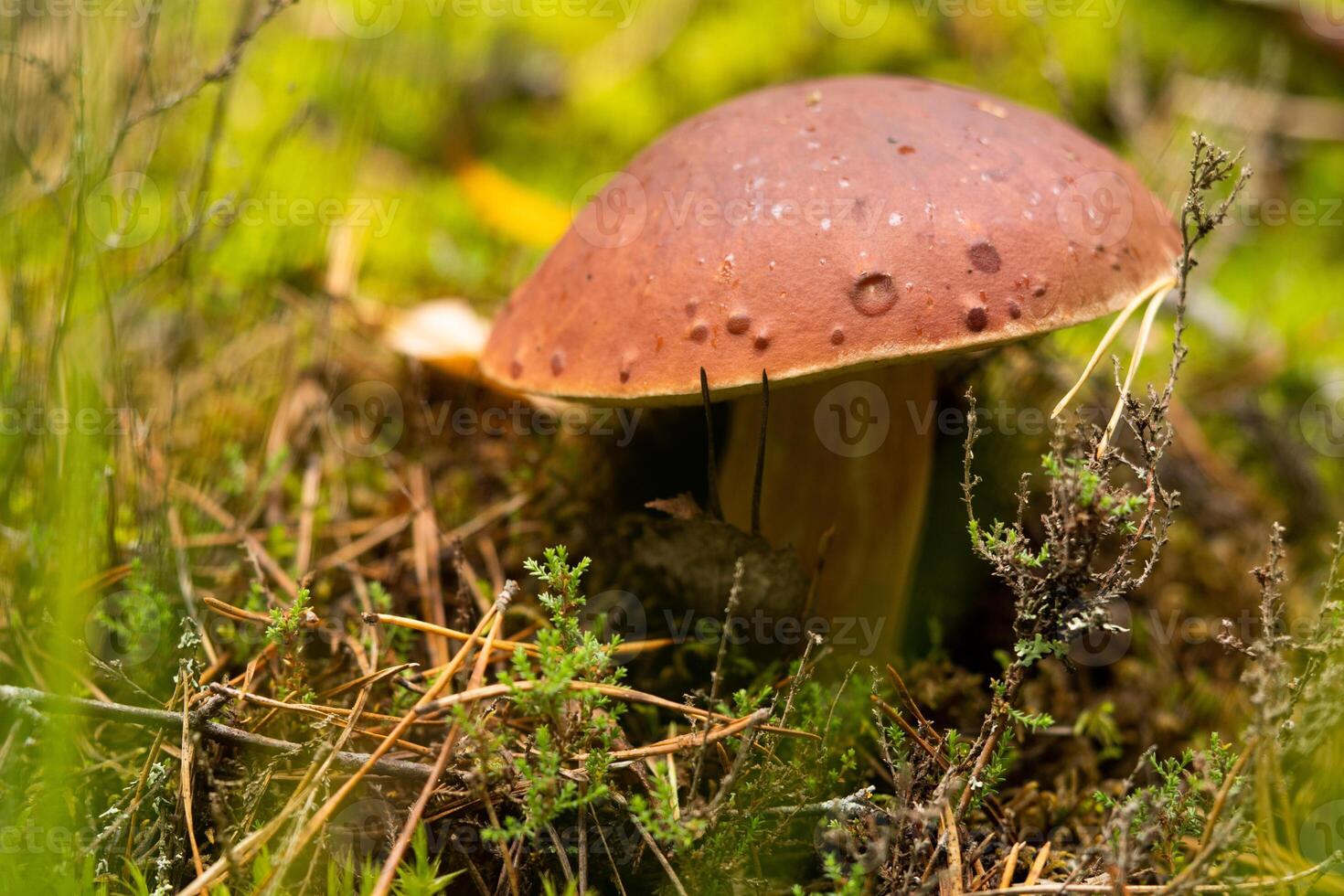 White mushroom White mushroom king Boletus Pinophilus. Fungal mycelium in moss in the forest. Large white mushrooms in nature. Mushroom picking season. fungal plants. photo