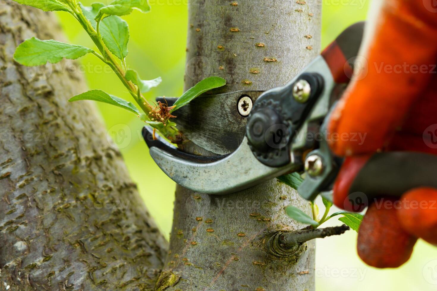 Gardener pruning trees with pruning shears on nature background. photo