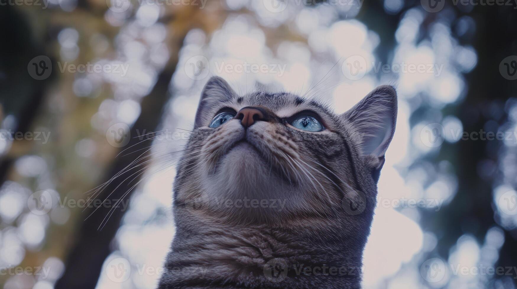 A curious tabby cat gazes upwards towards the light photo