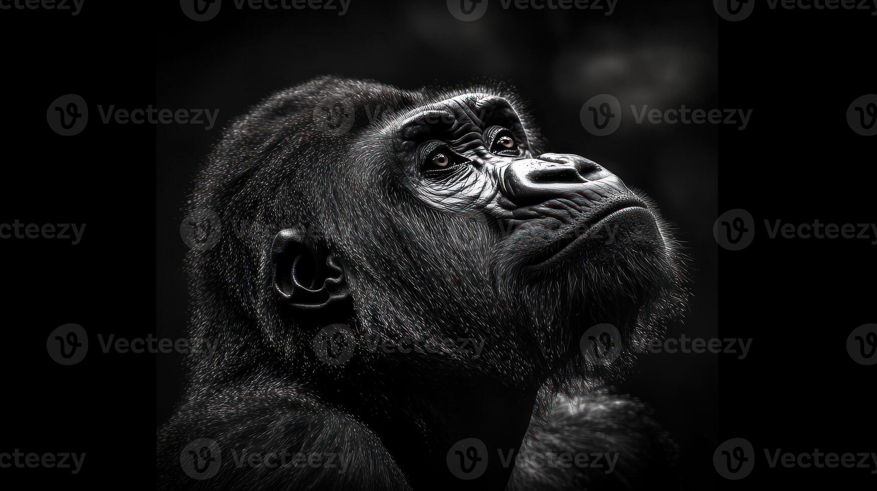 A close up portrait of a gorilla looking upwards in black and white photo