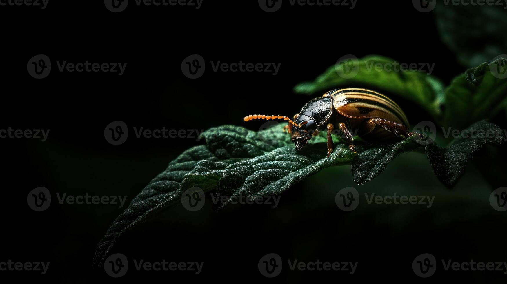 A striped beetle is resting on top of a green leaf photo
