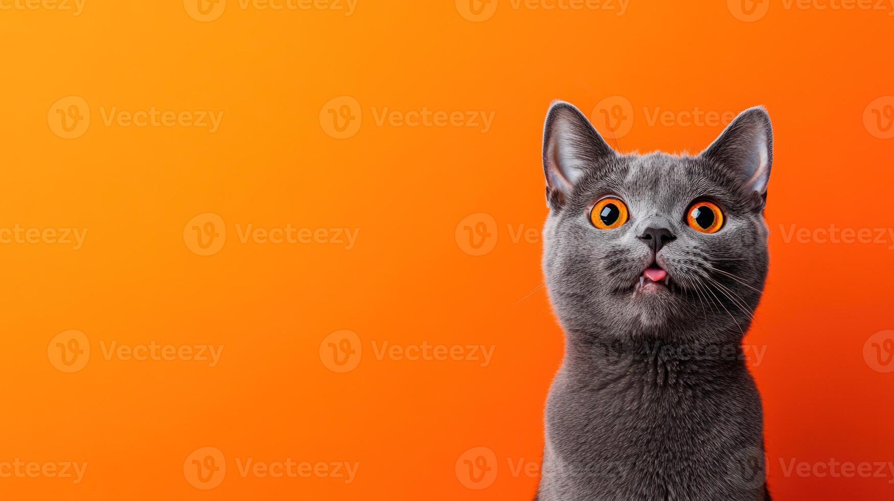 An adorable gray cat with orange eyes and tongue sticking out photo