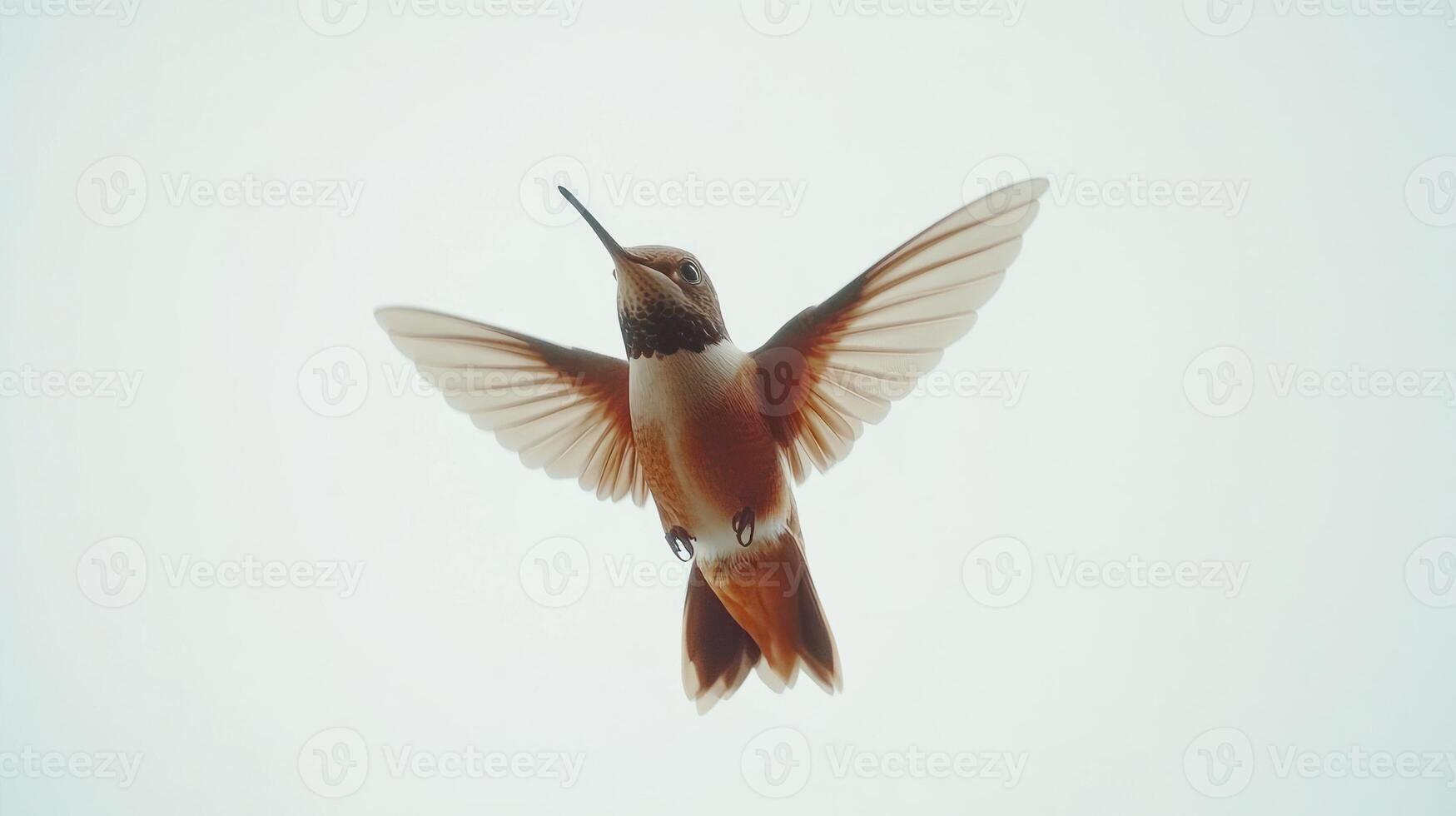 A hummingbird with open wings is displayed from below in flight photo