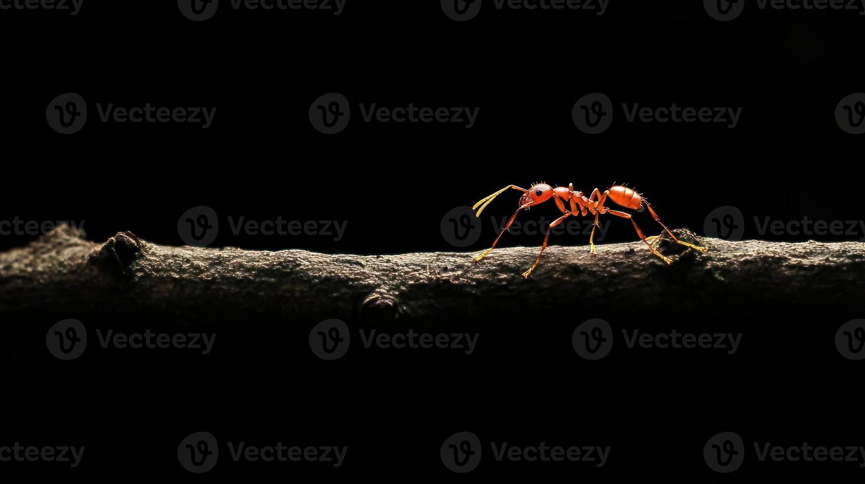 A detailed view of a red ant walking on a small branch photo