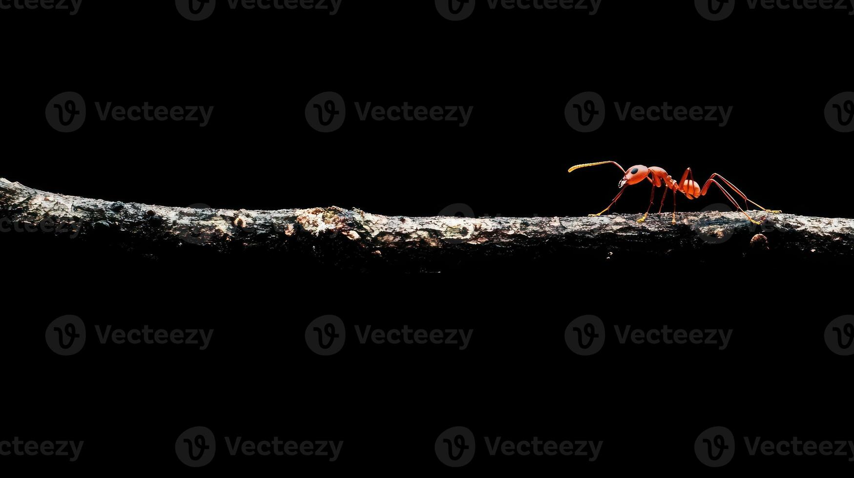 A solitary red ant walking on a dark textured wooden branch photo