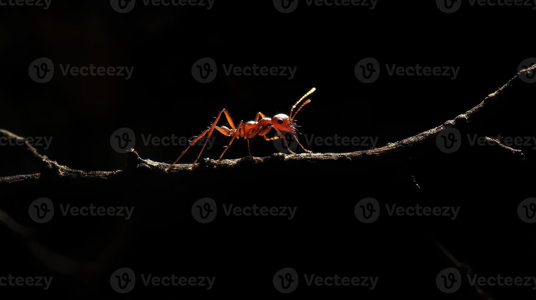 A solitary red ant is seen poised upon a small dark branch photo