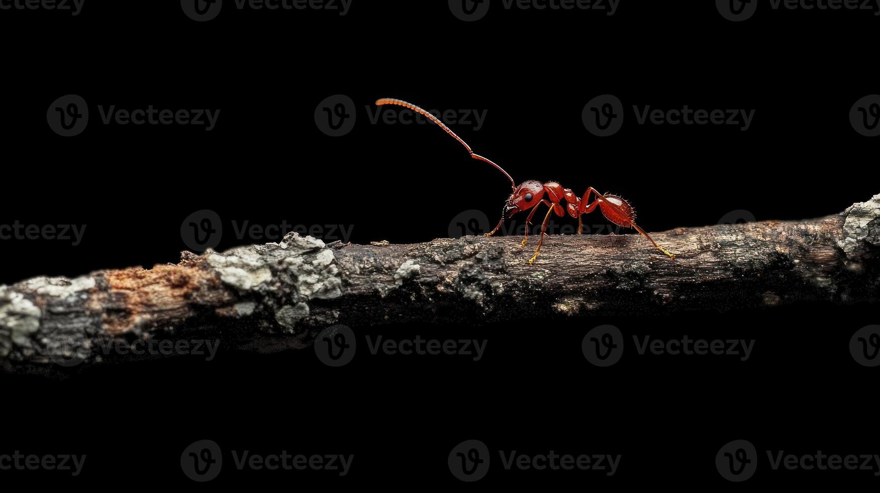A macro photograph of a red ant crawling on a twig photo