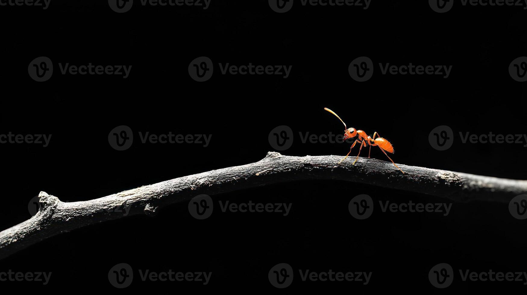 An orange ant is walking on a curved brown tree branch photo