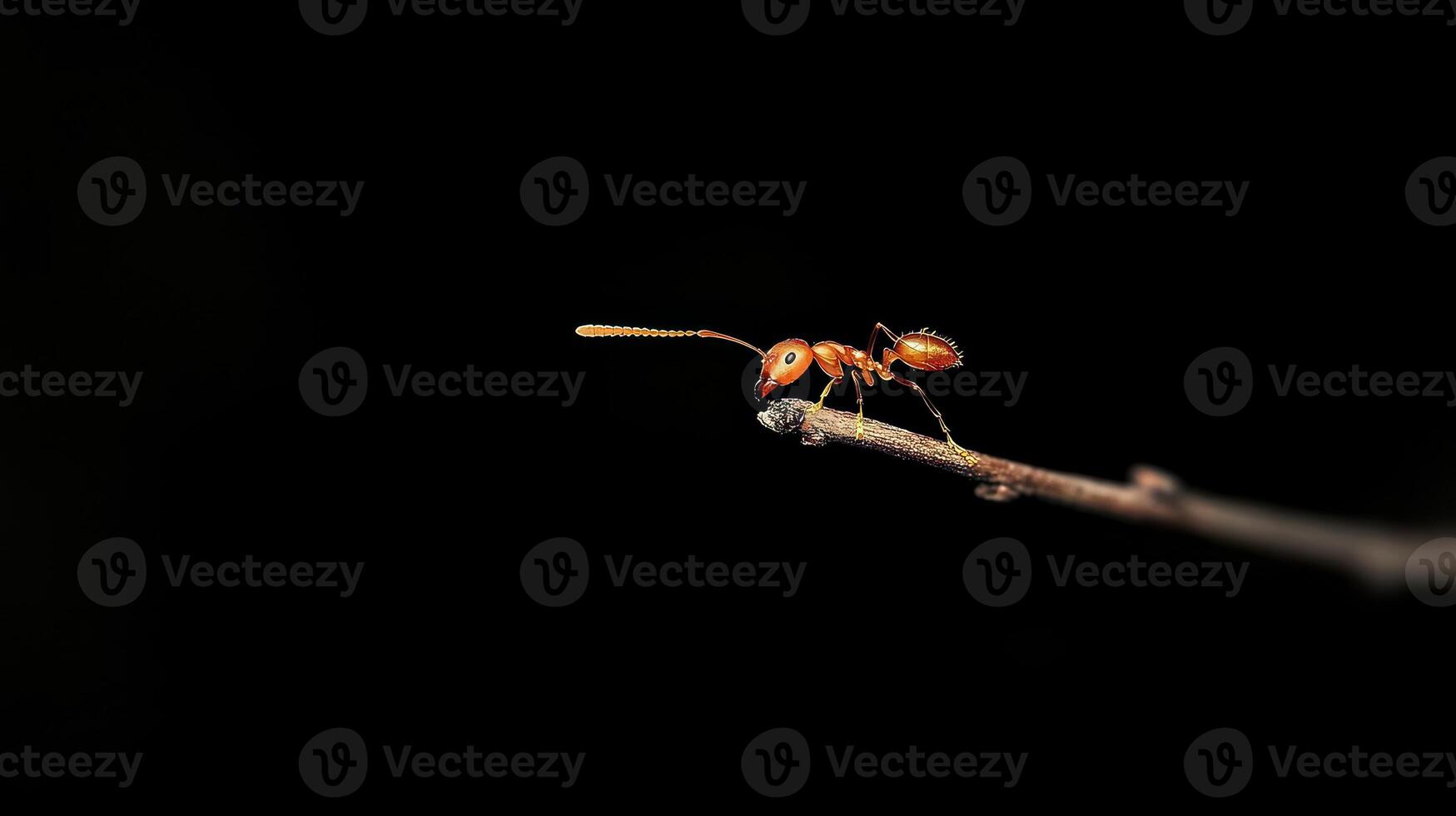 A small orange insect is resting upon a thin brown branch photo