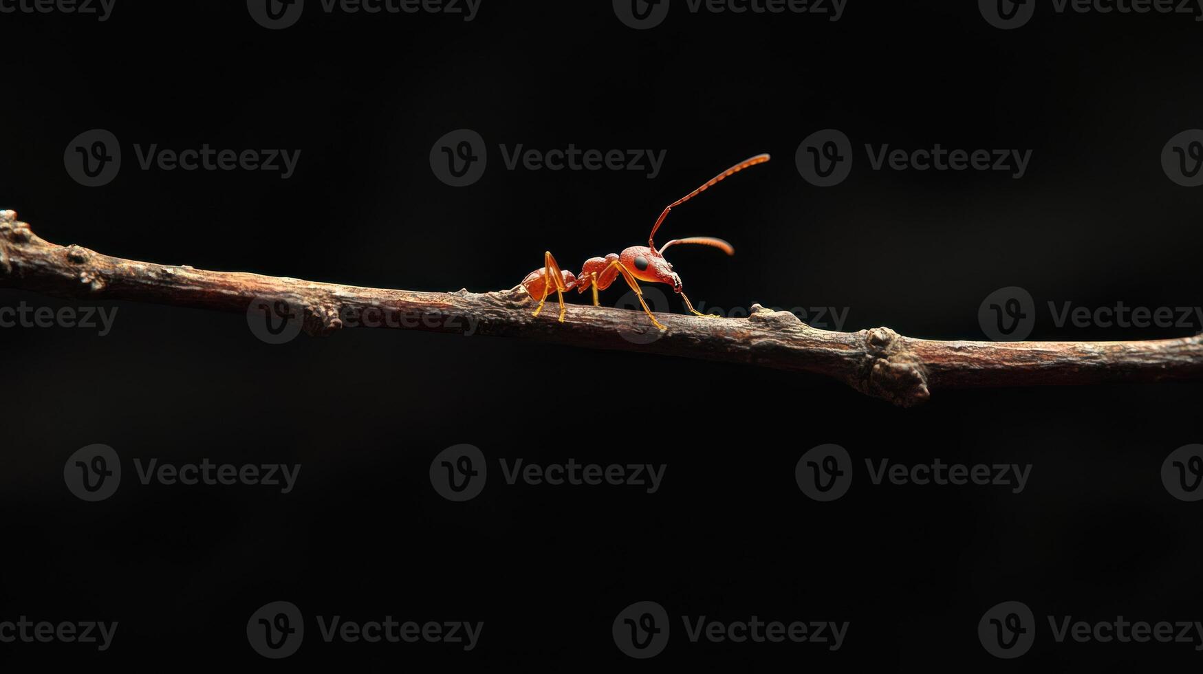 A small red ant is walking along a brown branch photo