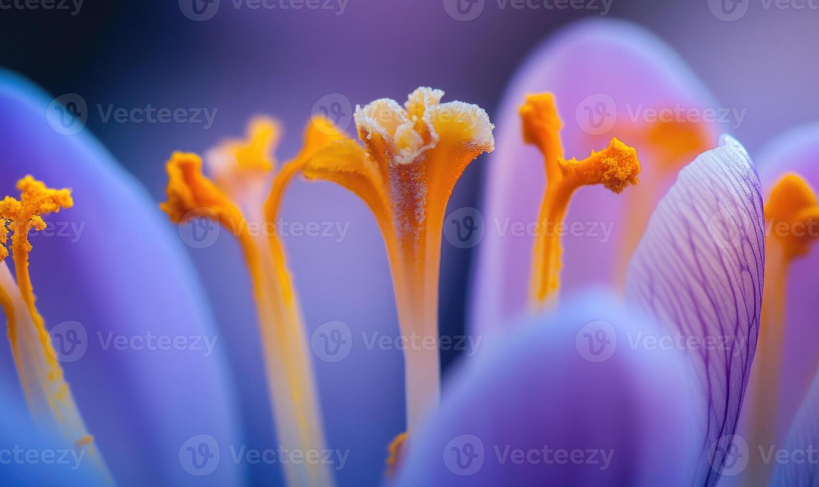 close up of a iris flower with yellow stamens photo