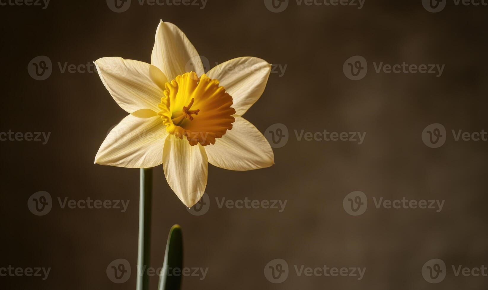 A single yellow flower with a yellow center sits on a stem photo