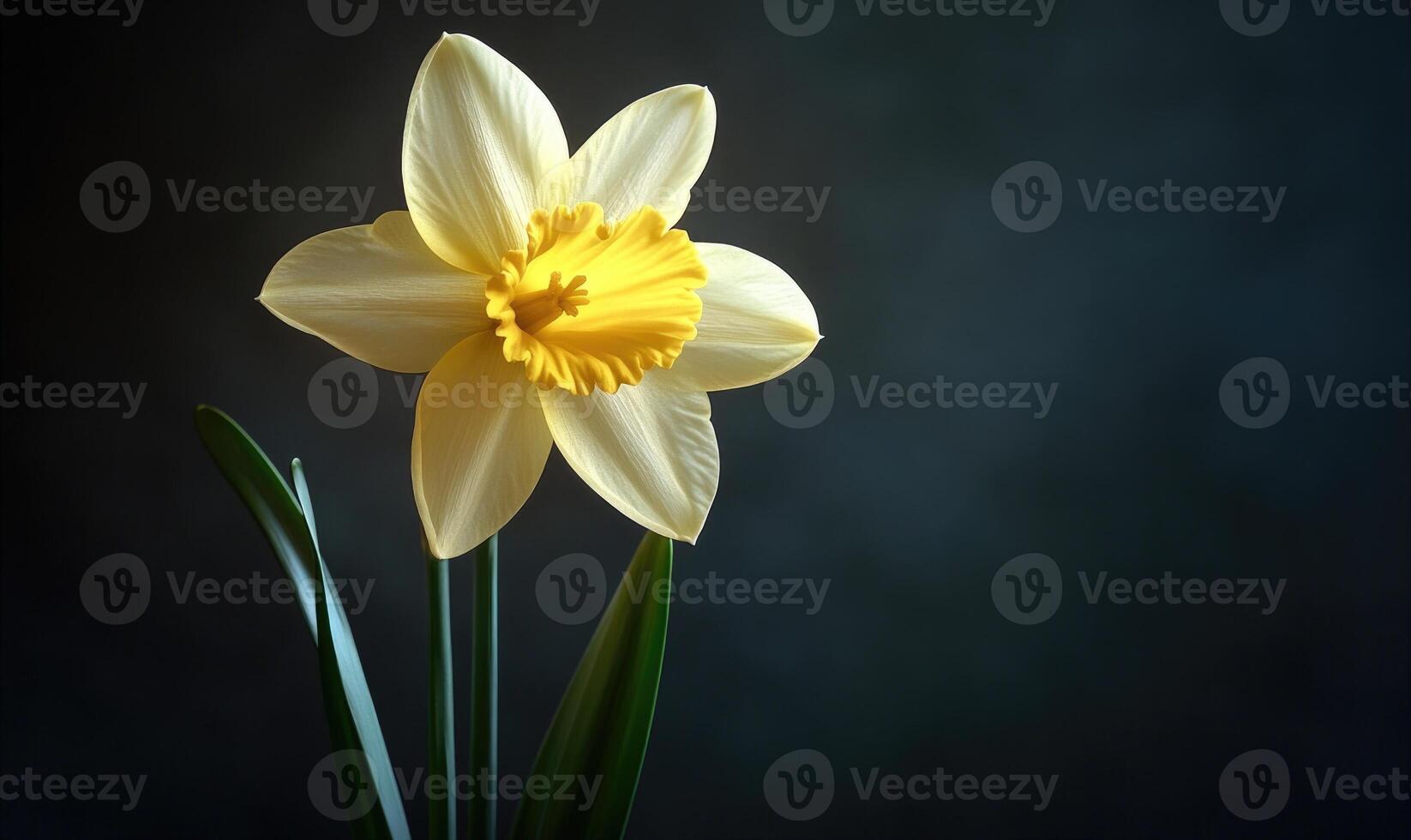 A yellow flower with a dark background photo